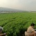 叶菜类-茴香-扁杆茴香【精品茴香】对接批发商超等
