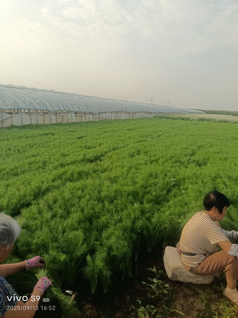 叶菜类-茴香-扁杆茴香【精品茴香】对接批发商超等
