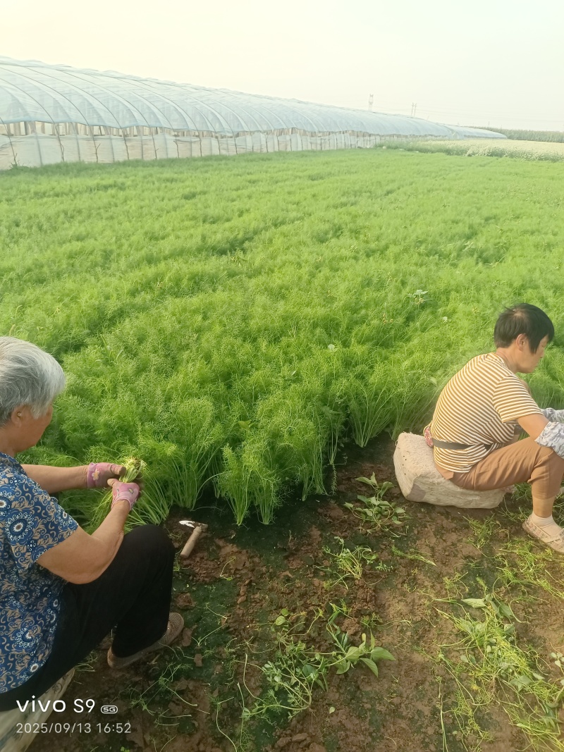 叶菜类-茴香-扁杆茴香【精品茴香】对接批发商超等