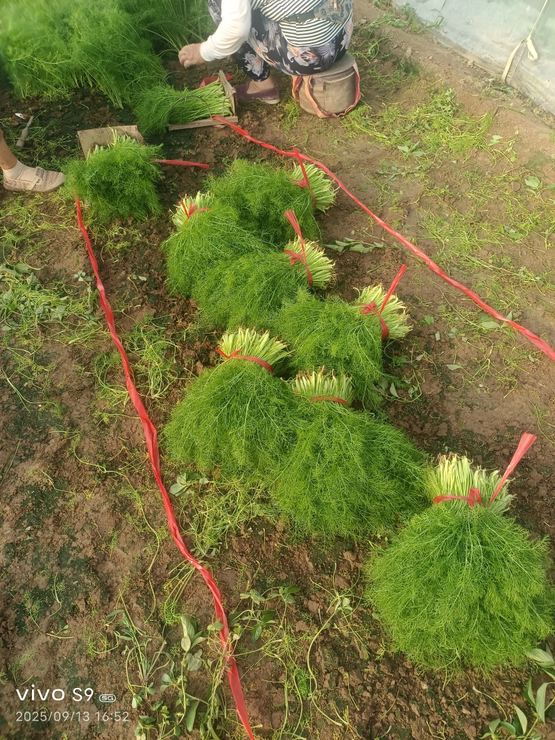 叶菜类-茴香-扁杆茴香【精品茴香】对接批发商超等