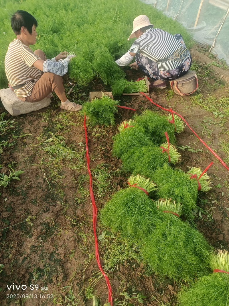 叶菜类-茴香-扁杆茴香【精品茴香】对接批发商超等