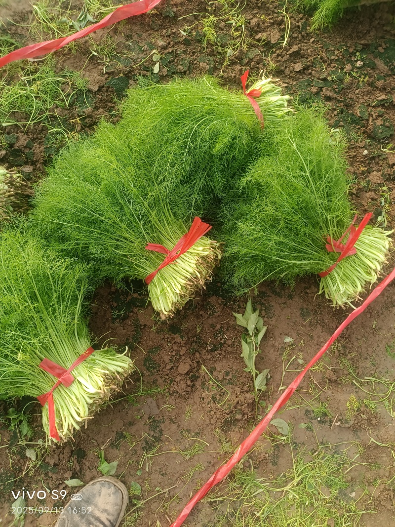 叶菜类-茴香-扁杆茴香【精品茴香】对接批发商超等