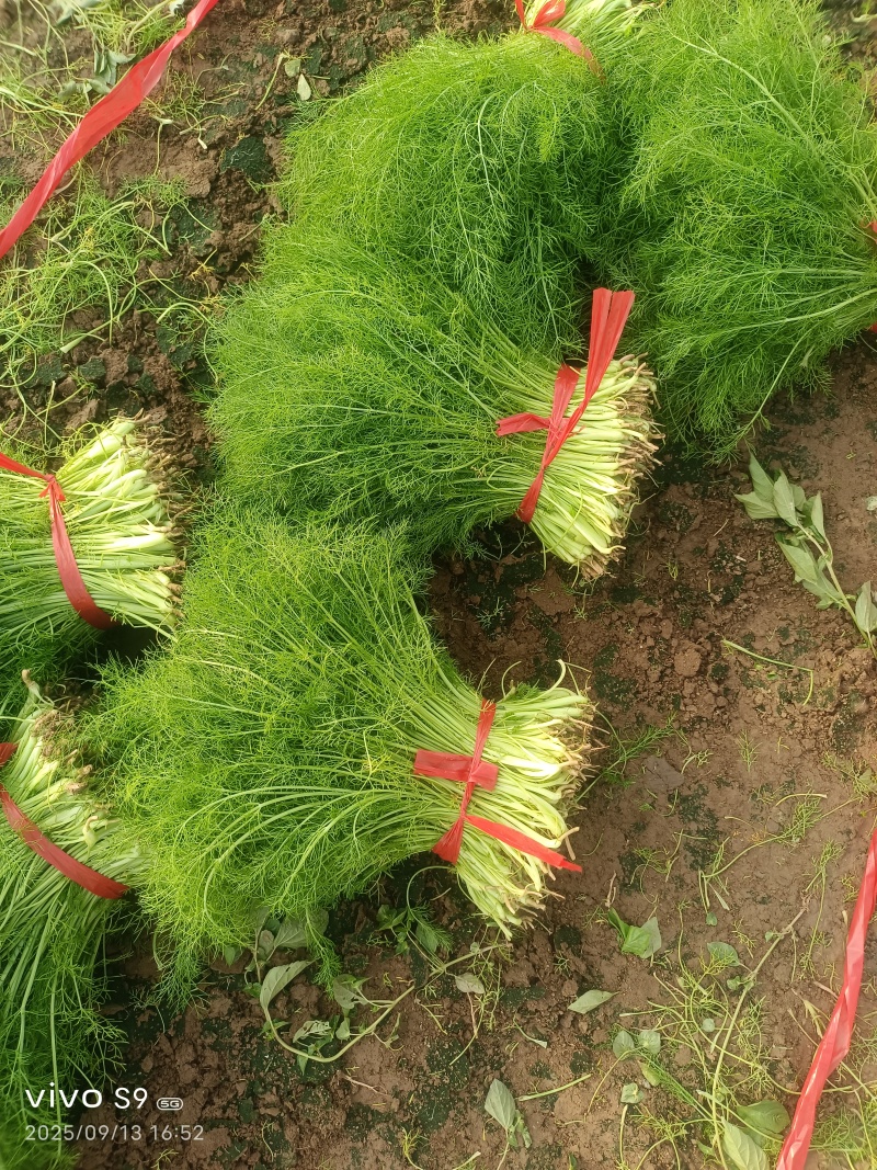 叶菜类-茴香-扁杆茴香【精品茴香】对接批发商超等