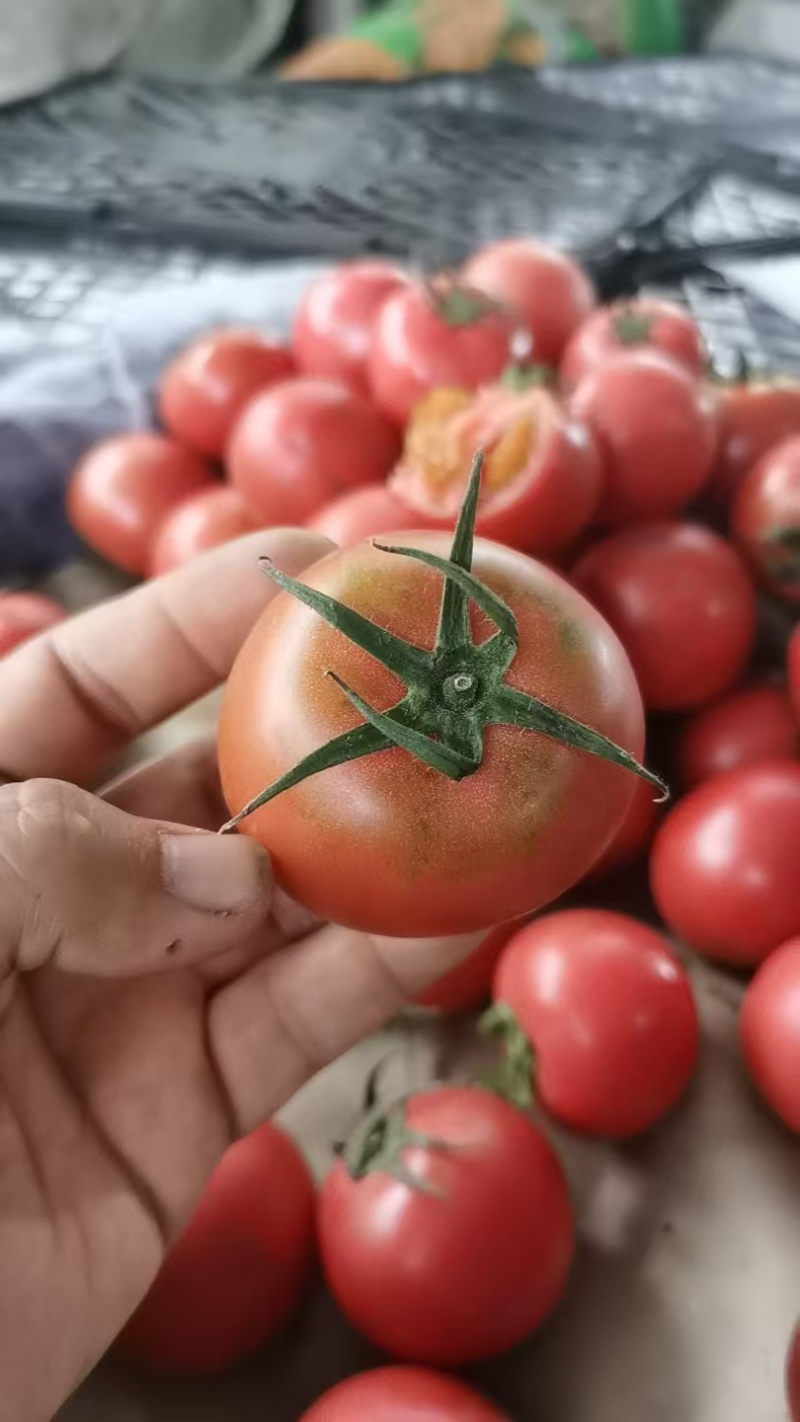 精品高糖布莱尼西红柿