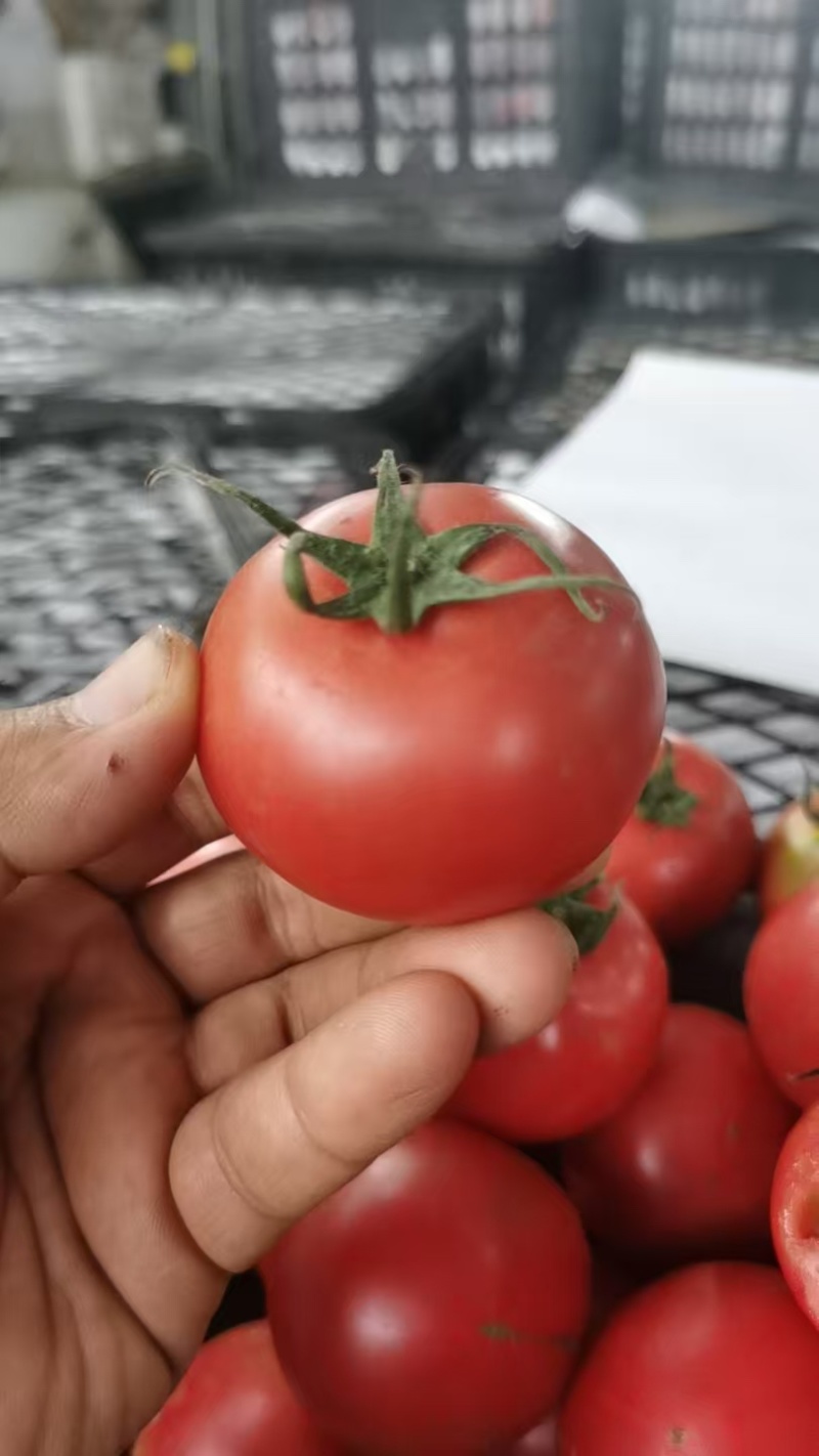 精品高糖布莱尼西红柿