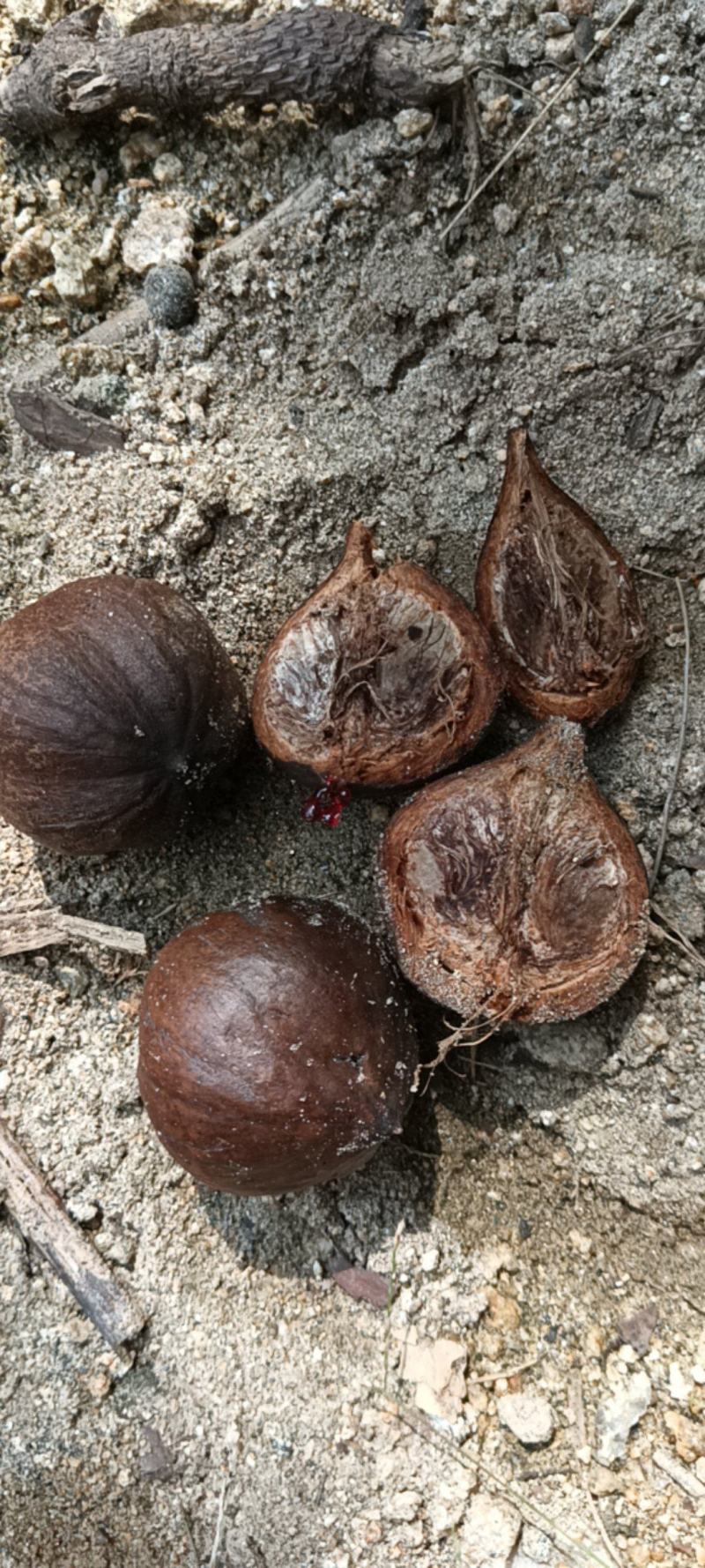 油桐，油桐籽，大别山区连片油桐