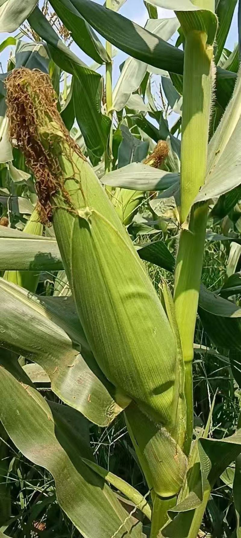 《推荐》水果玉米产地直发，代办代发，量大从优，品质保证