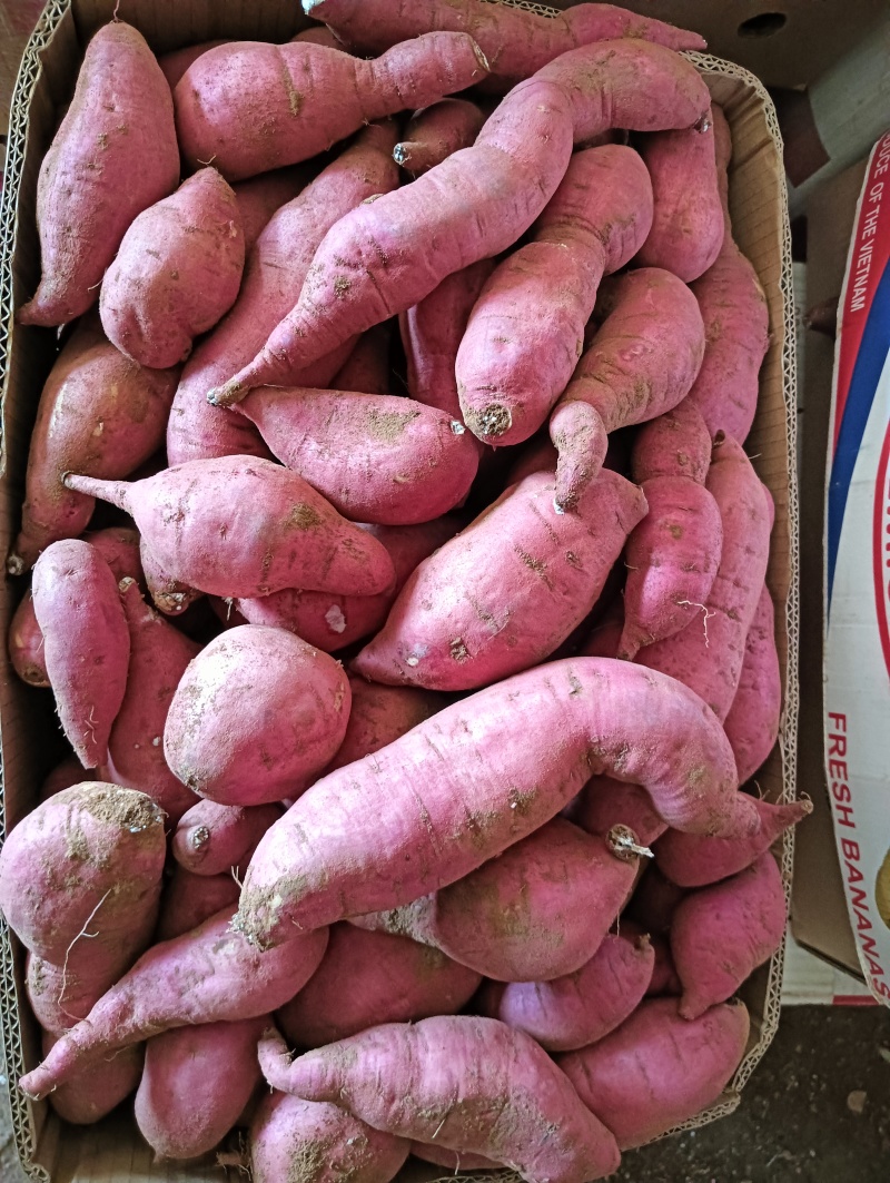 本地老品种地瓜
