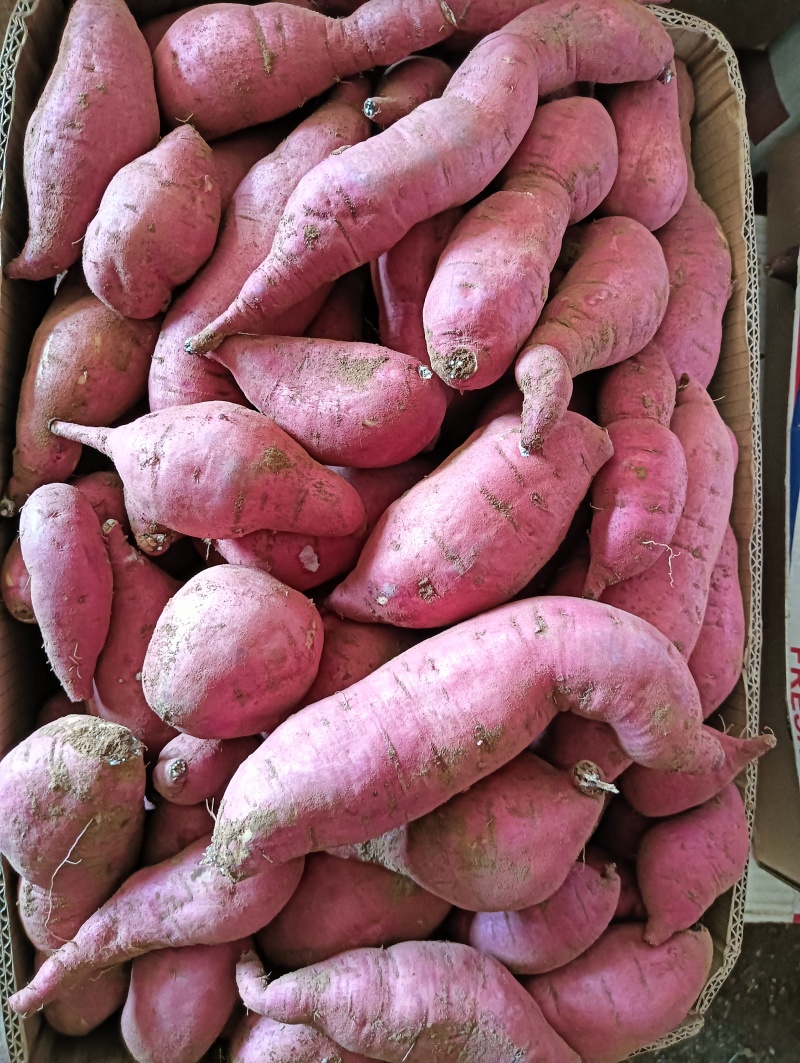 本地老品种地瓜