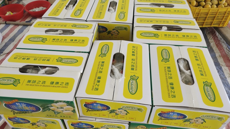 【只做出口】平乐新鲜脆柿子