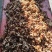 头茬滑子菇，新鲜采摘，货量充足，保质保量，源头直发