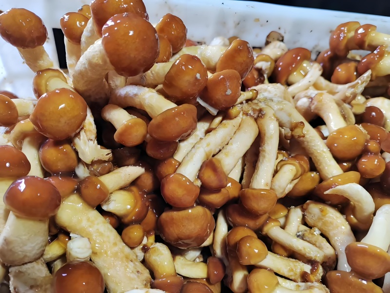 头茬滑子菇，新鲜采摘，货量充足，保质保量，源头直发