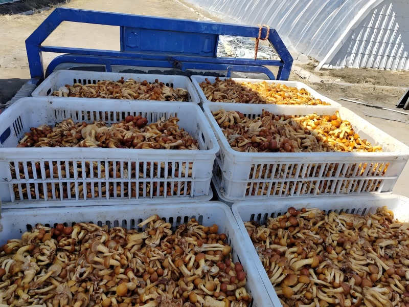 头茬滑子菇，新鲜采摘，货量充足，保质保量，源头直发