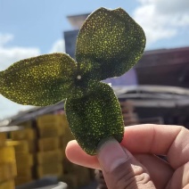 茶枝柑大青皮大量有货产地直发货源充足保质保量