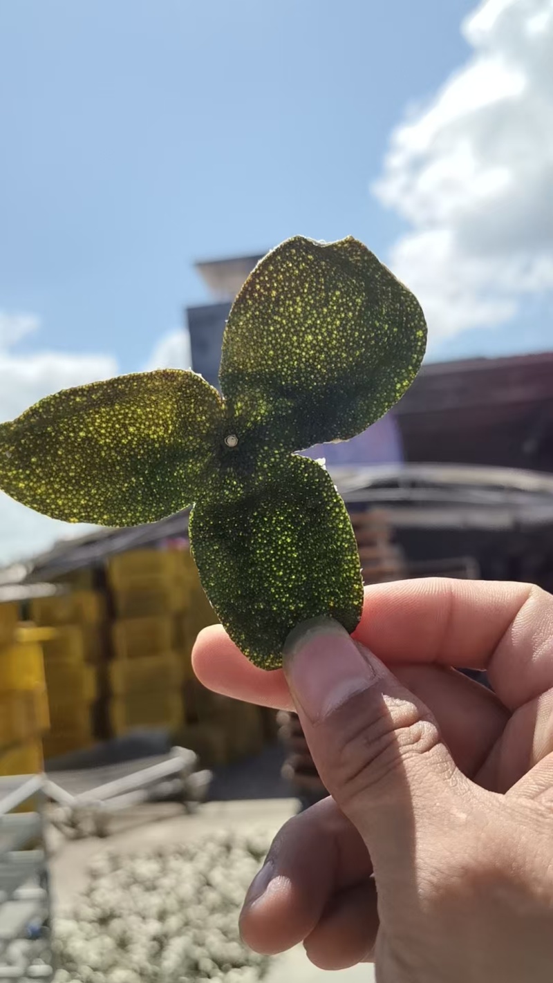 茶枝柑大青皮大量有货产地直发货源充足保质保量
