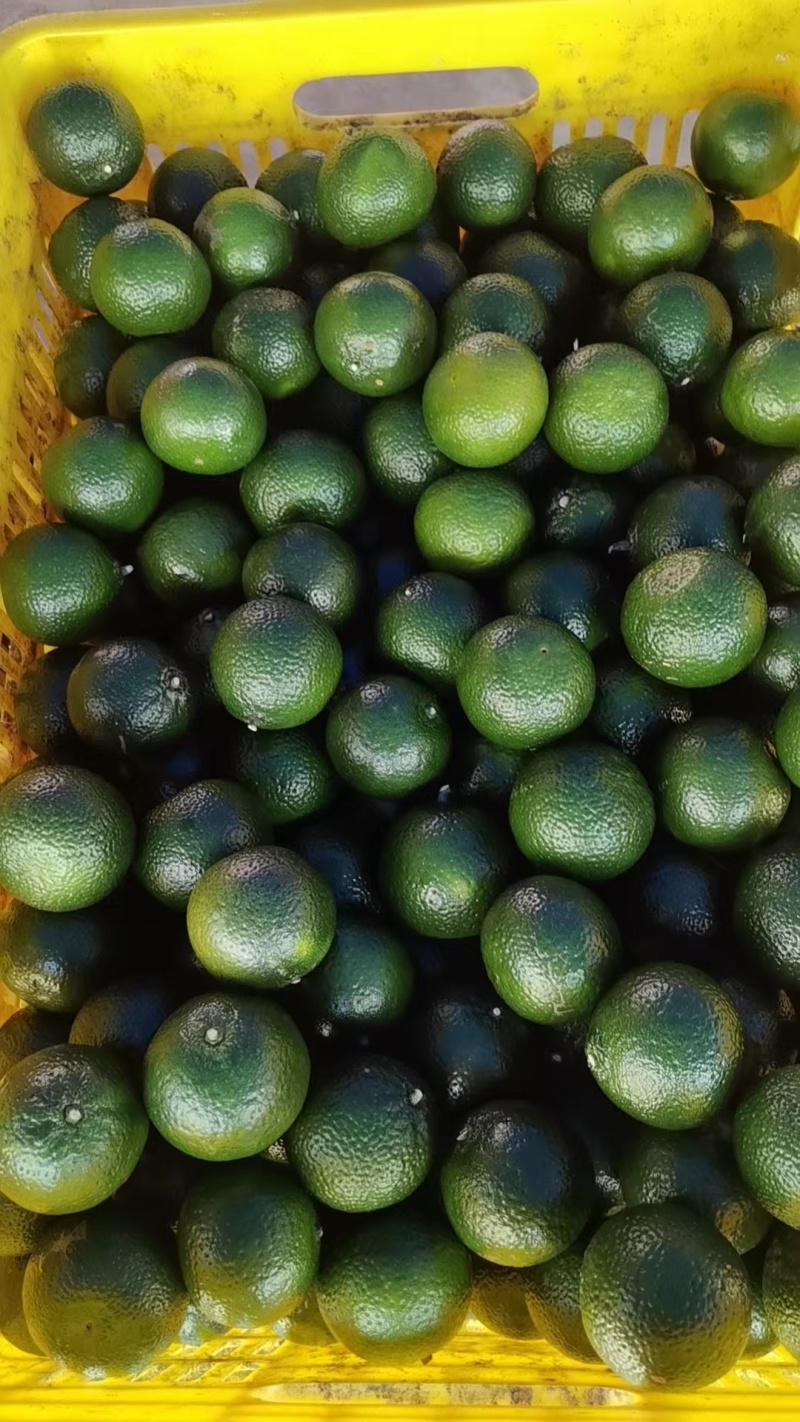 茶枝柑大青皮大量有货产地直发货源充足保质保量