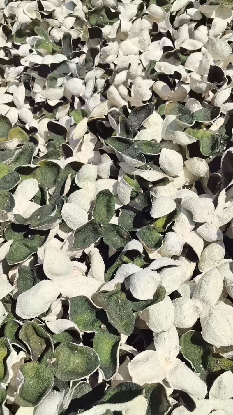 茶枝柑大青皮大量有货产地直发货源充足保质保量
