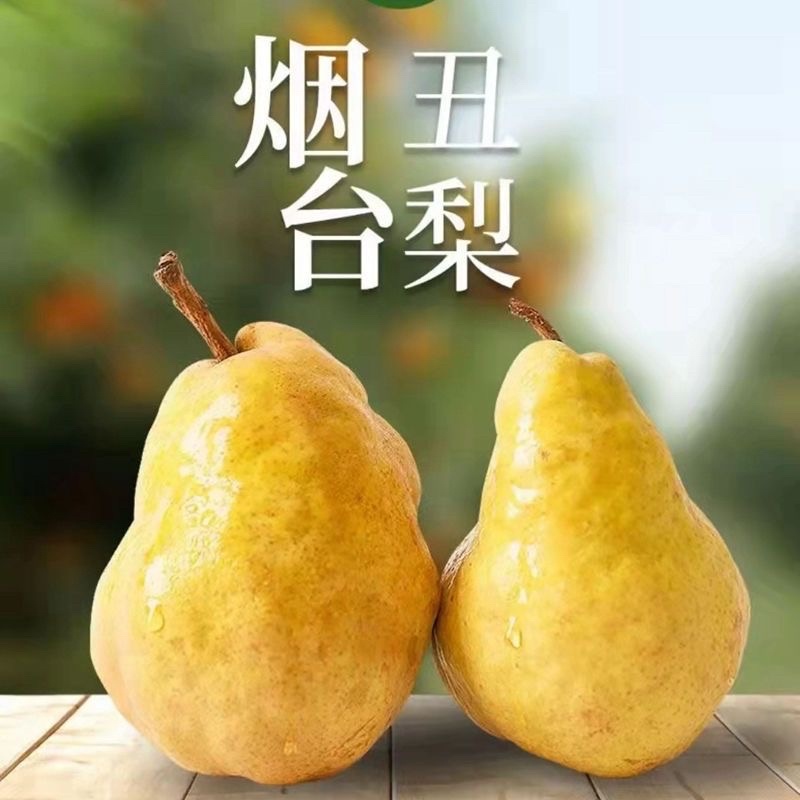 中华丑梨一件代发丑梨威海丑梨烟台丑梨