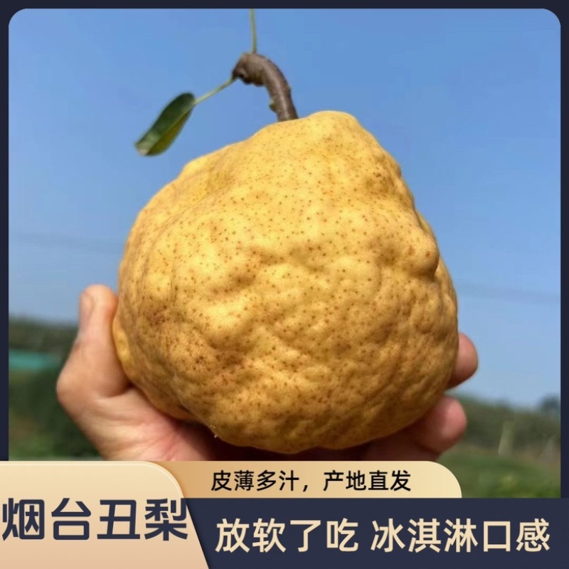 中华丑梨一件代发丑梨威海丑梨烟台丑梨