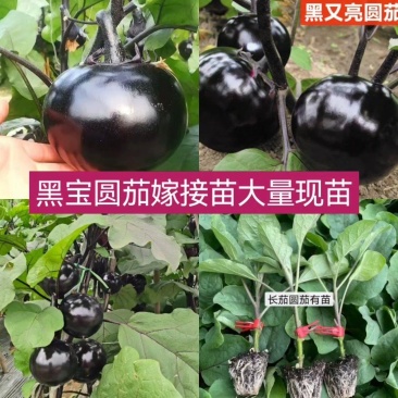 黑宝圆茄苗嫁接苗紫萼长茄绿萼长茄,线茄绿冠抗病性好产量高