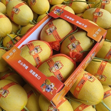 山东黄25黄金蜜瓜，哈密瓜，金色年华，大棚种植