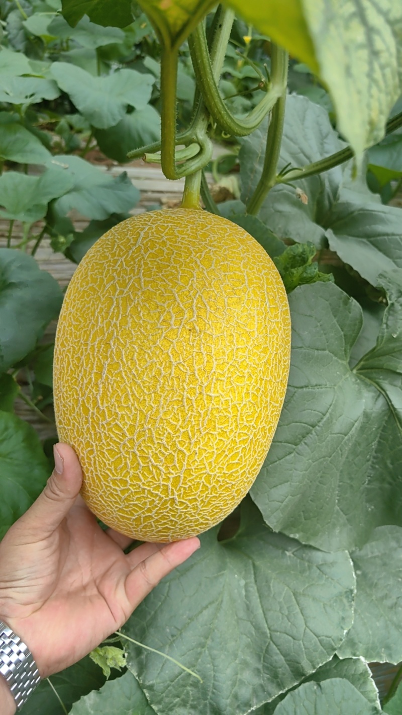 山东黄25黄金蜜瓜，哈密瓜，金色年华，大棚种植