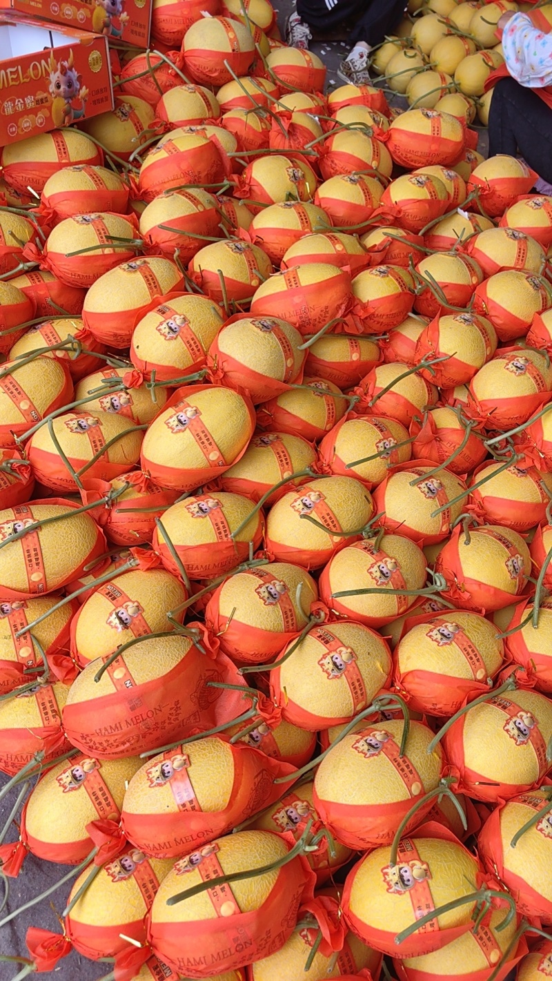 山东黄25黄金蜜瓜，哈密瓜，金色年华，大棚种植