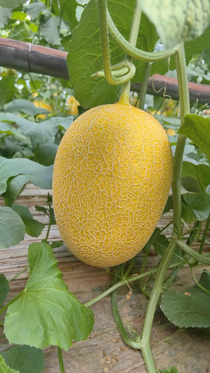 山东黄25黄金蜜瓜，哈密瓜，金色年华，大棚种植