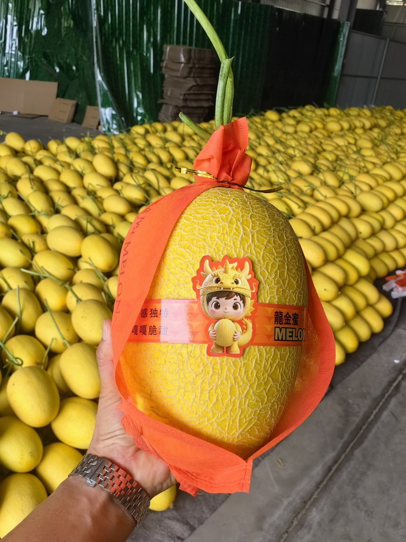 山东黄25黄金蜜瓜，哈密瓜，金色年华，大棚种植