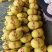 山东黄25黄金蜜瓜，哈密瓜，金色年华，大棚种植