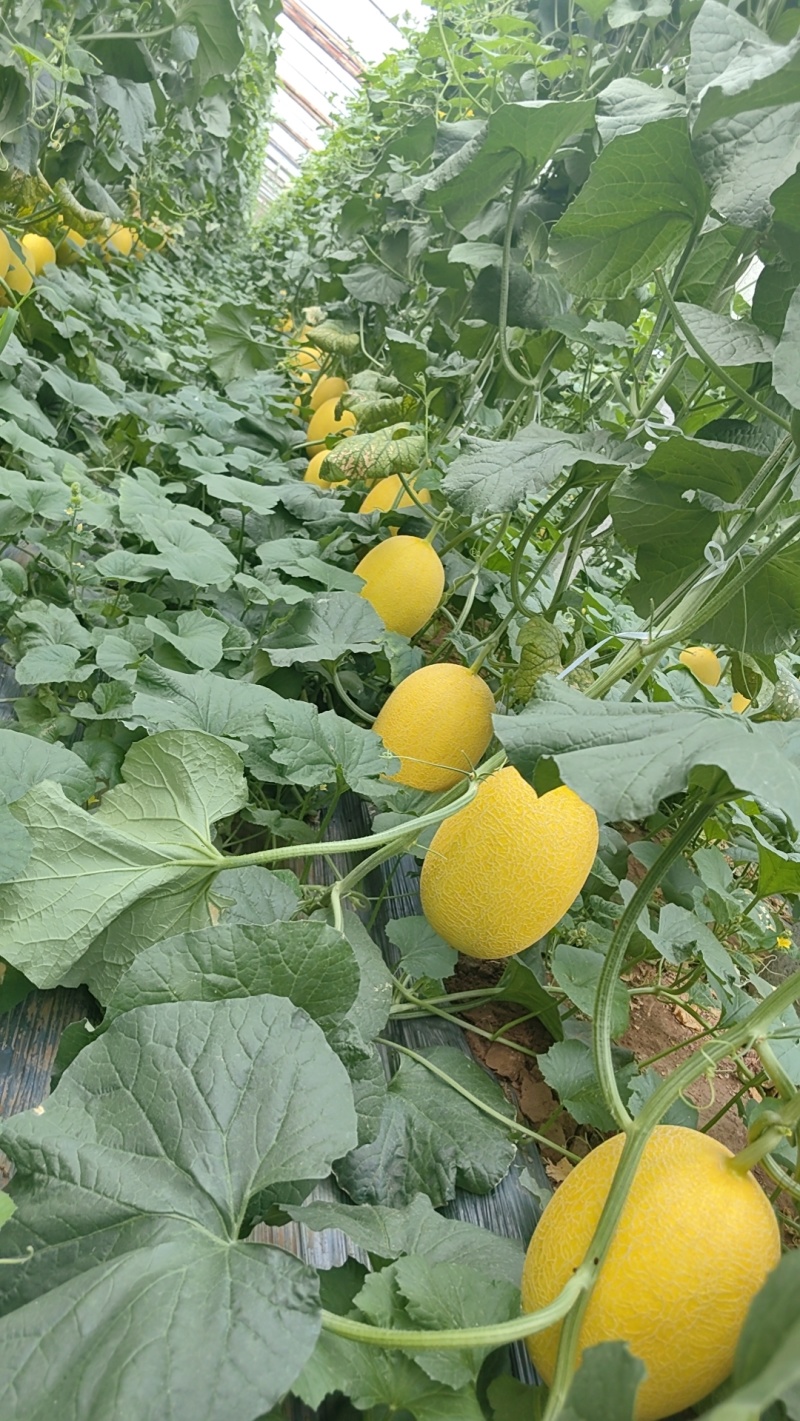 山东黄25黄金蜜瓜，哈密瓜，金色年华，大棚种植