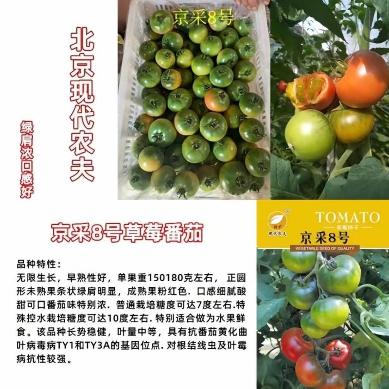 京采8号草莓西红柿苗，青肩浓糖度高口感佳，抗病毒有苗子