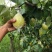 阳信梨，阳信鸭梨量大扫尾货需要的联系我吧