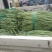 豇豆