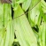 冰球子，野生毛慈菇