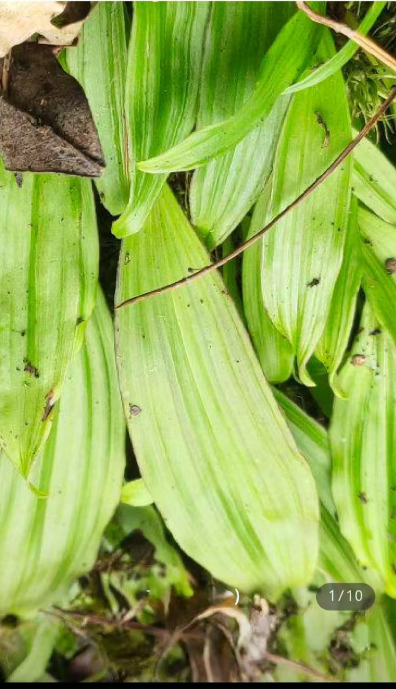 冰球子，野生毛慈菇