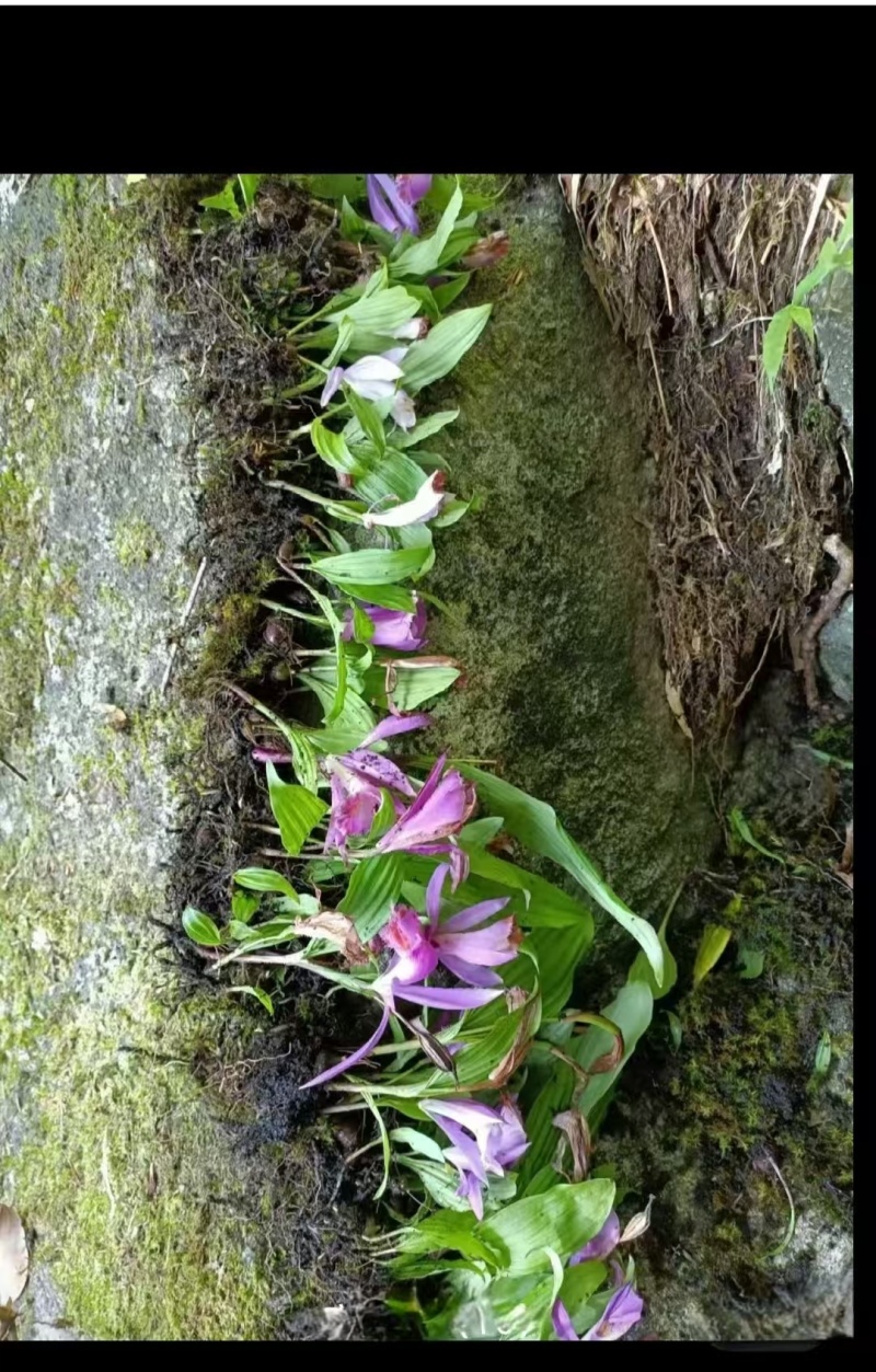 冰球子，野生毛慈菇