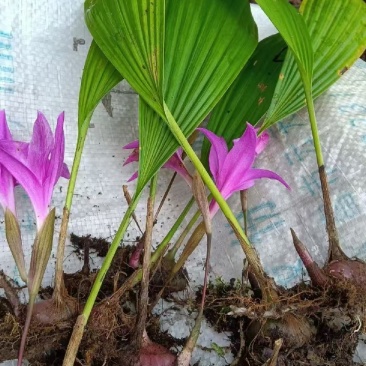 冰球子，野生毛慈菇