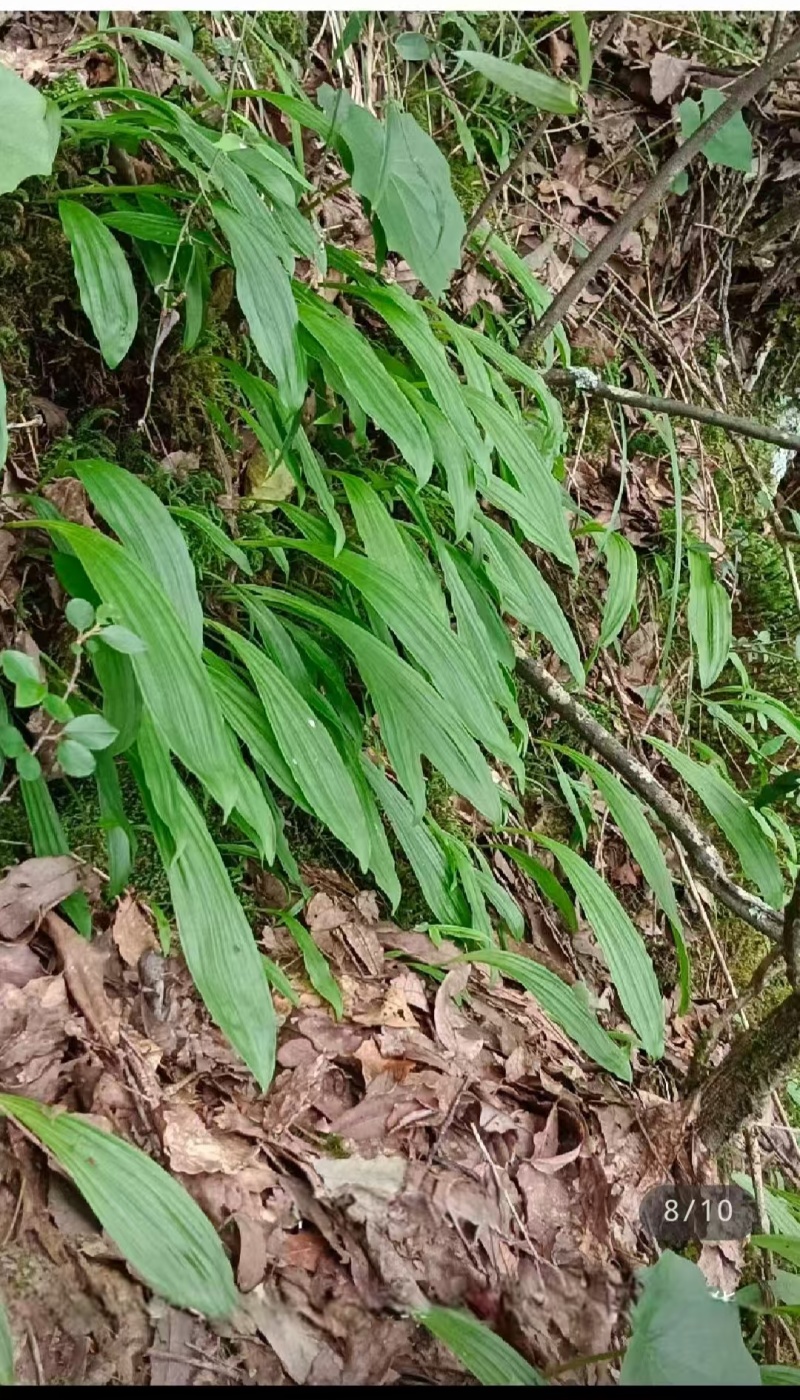 冰球子，野生毛慈菇