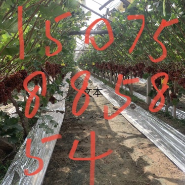 自家种植克伦生葡萄