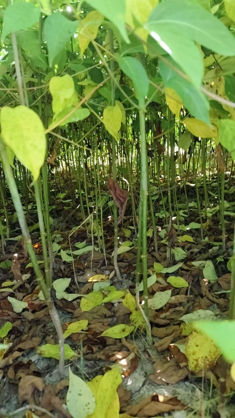 金钩藤苗