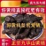 九华山深山野生制黄精年九蒸九晒野生黄精油头辟谷肉黄精即食