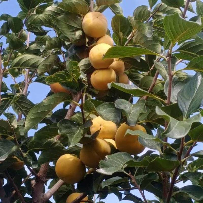 秦岭山下阳丰脆柿脆甜多汁