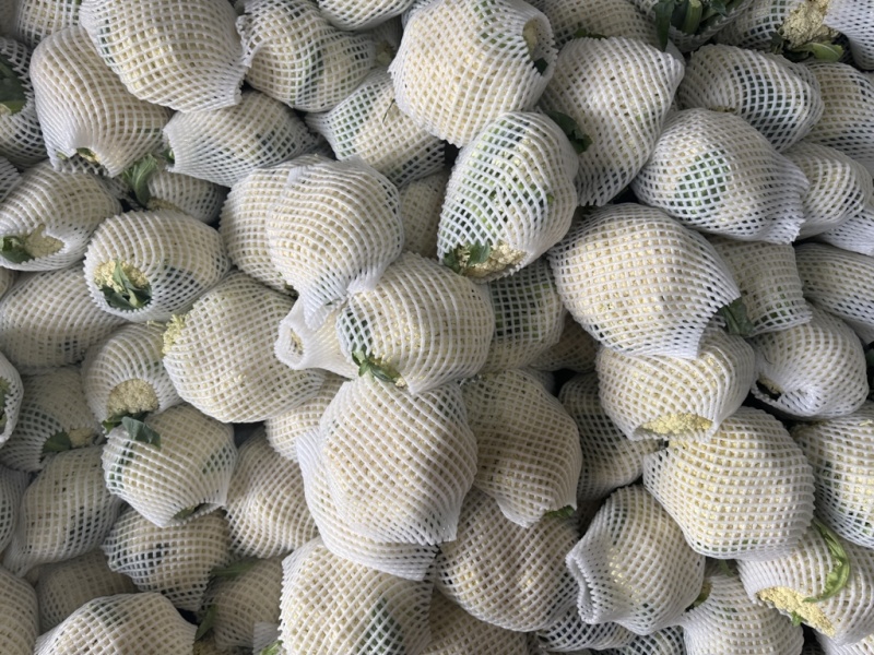 昌黎有机花