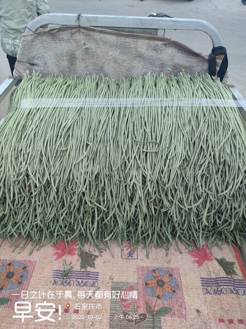 长豇豆
