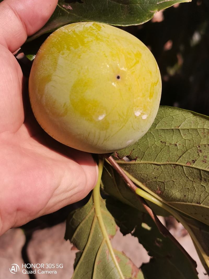 柿子