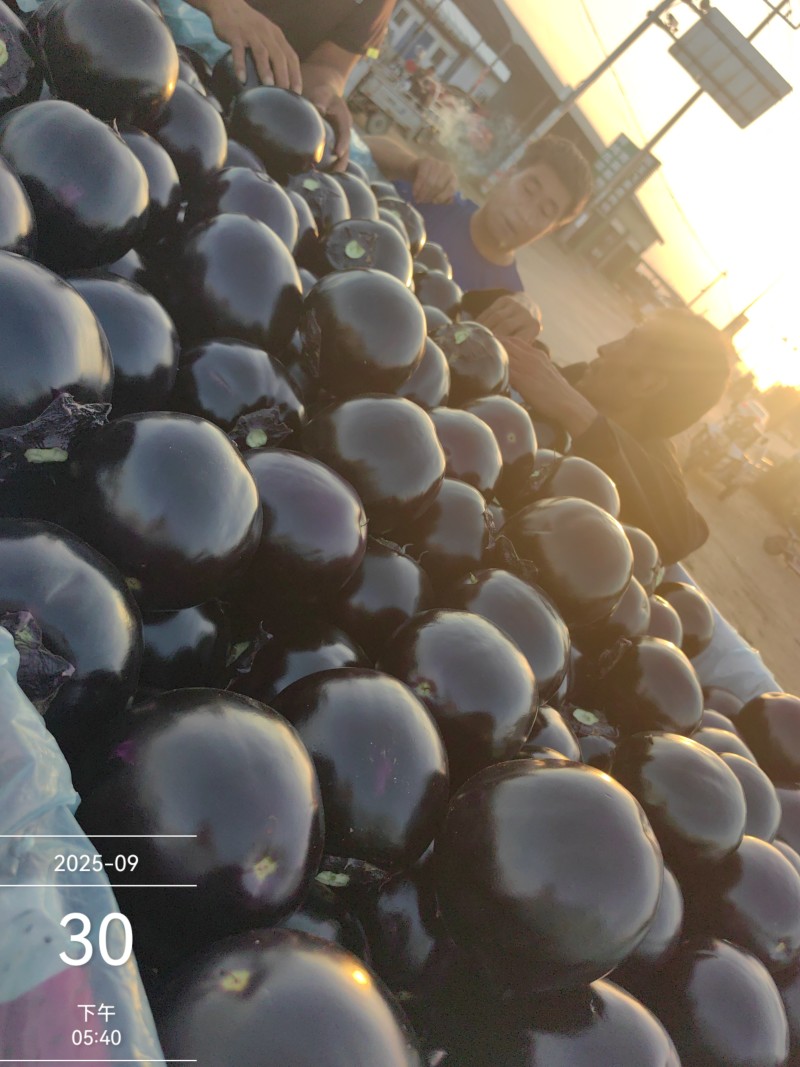 紫光圆茄