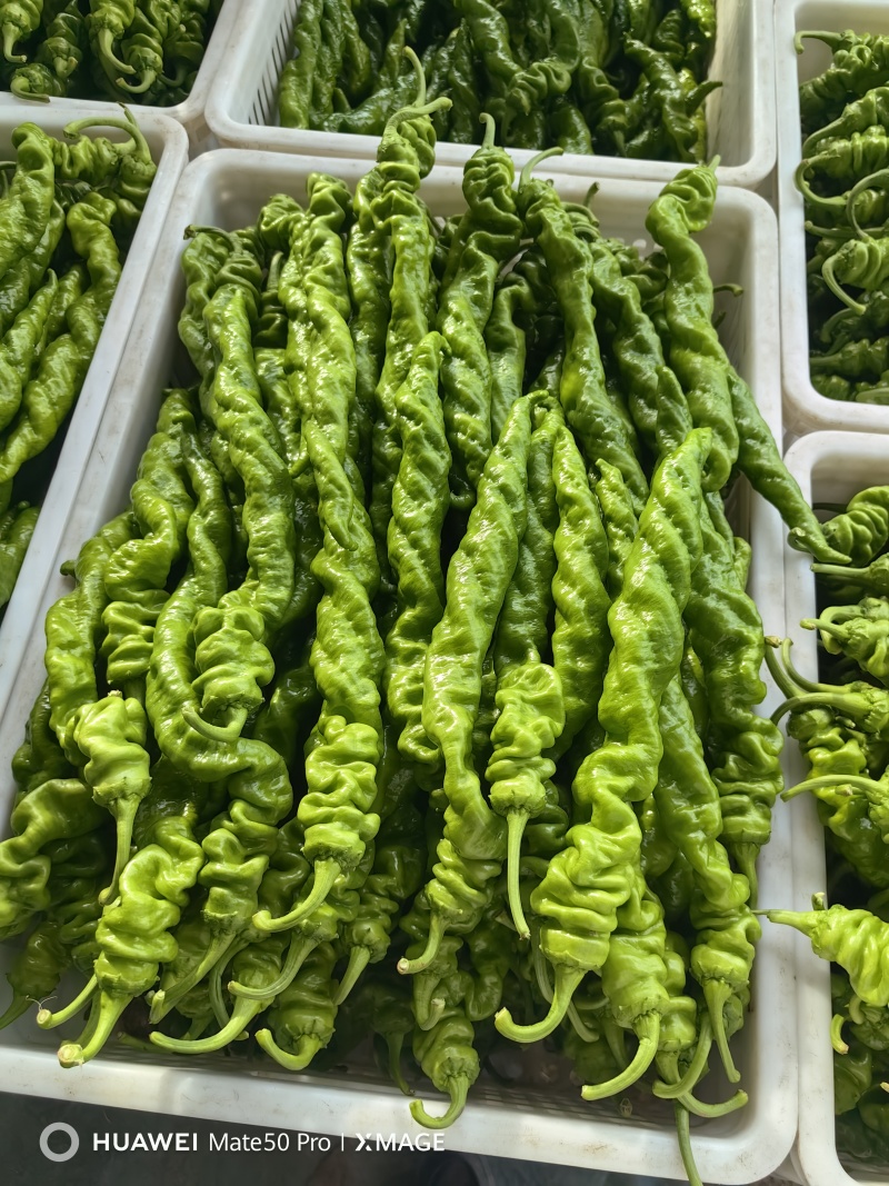 螺丝椒