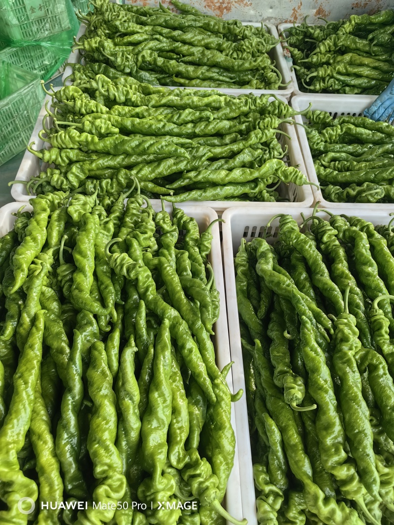 螺丝椒