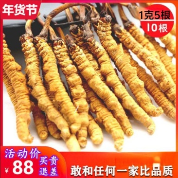 虫草头期干虫草1克5根泡酒新鲜甘孜野草非西藏